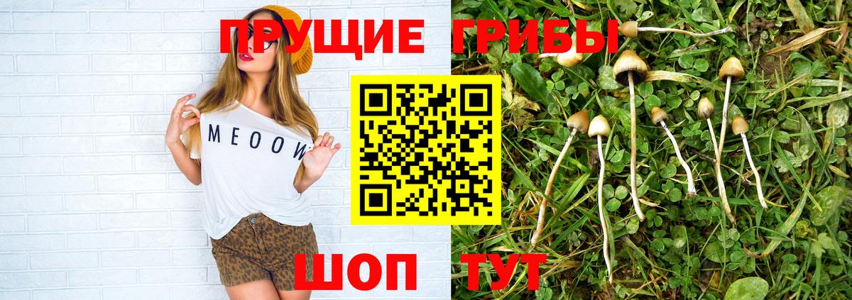 Кропоткин  Псилоцибиновые грибы Psilocybe  Вход с VPN 